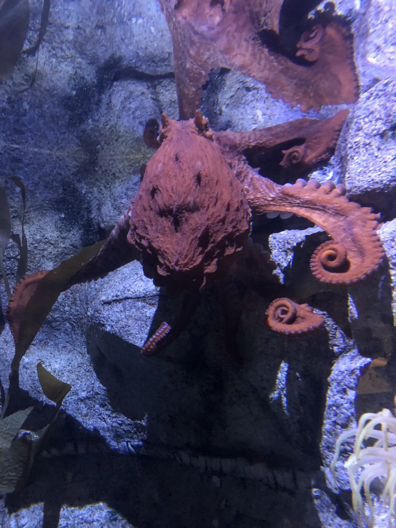 Giant Pacific Octopus