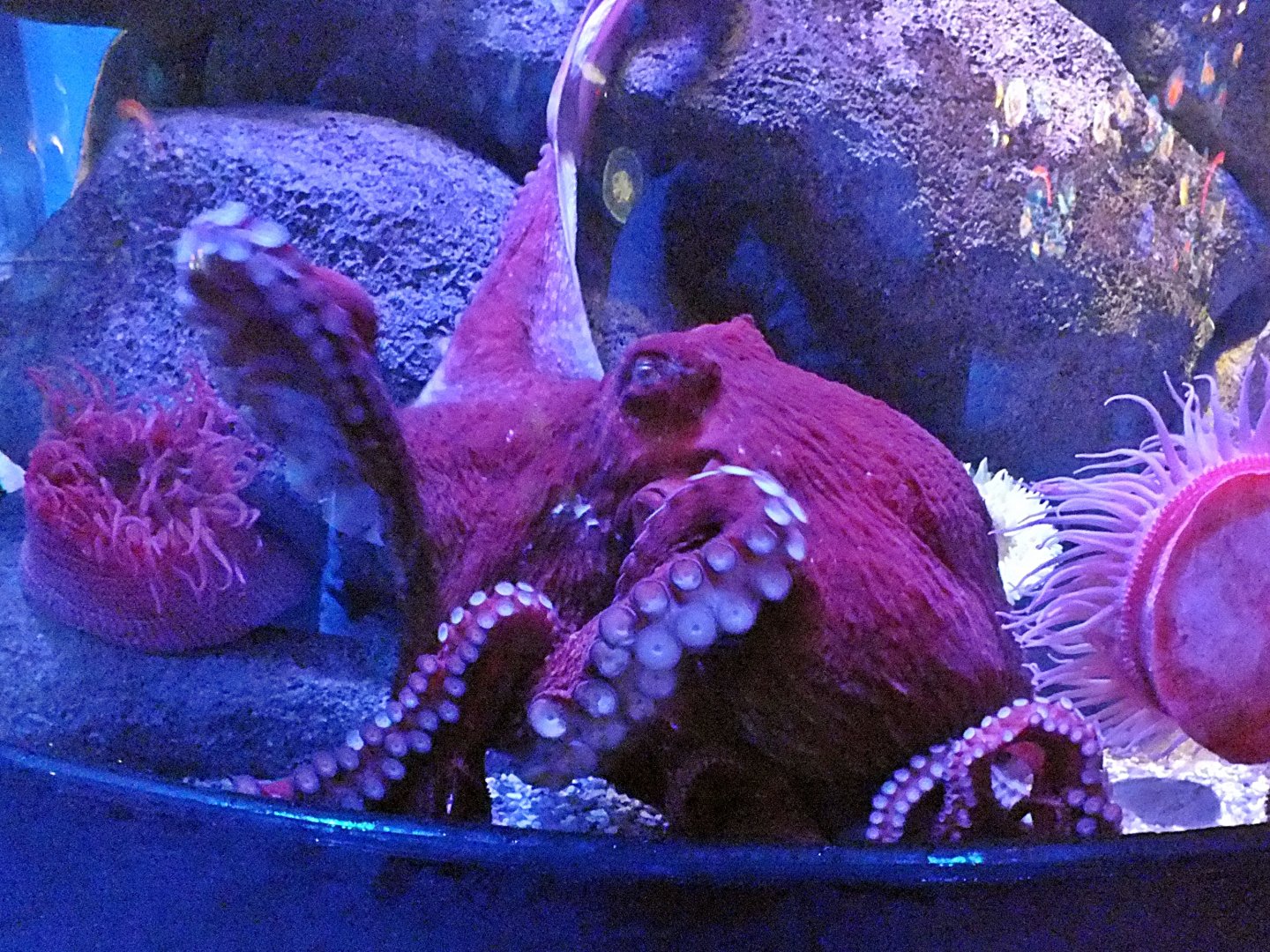 Giant Pacific octopus