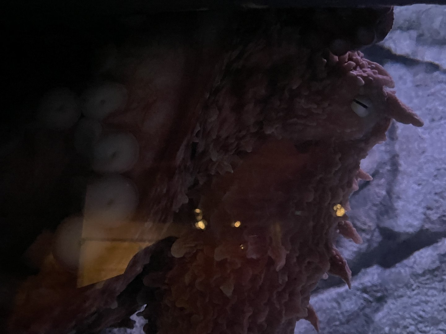 Giant pacific octopus