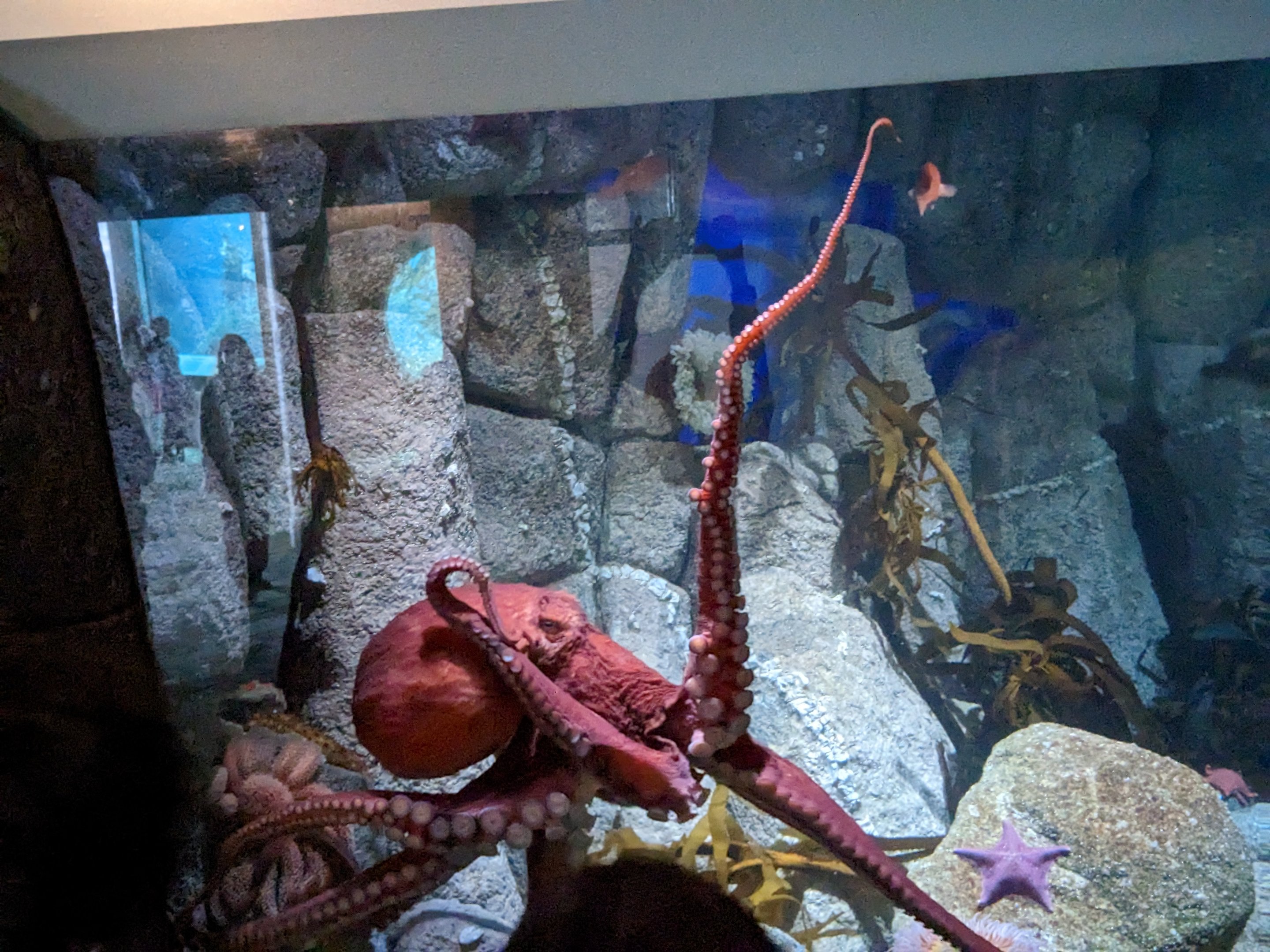 Giant Pacific Octopus