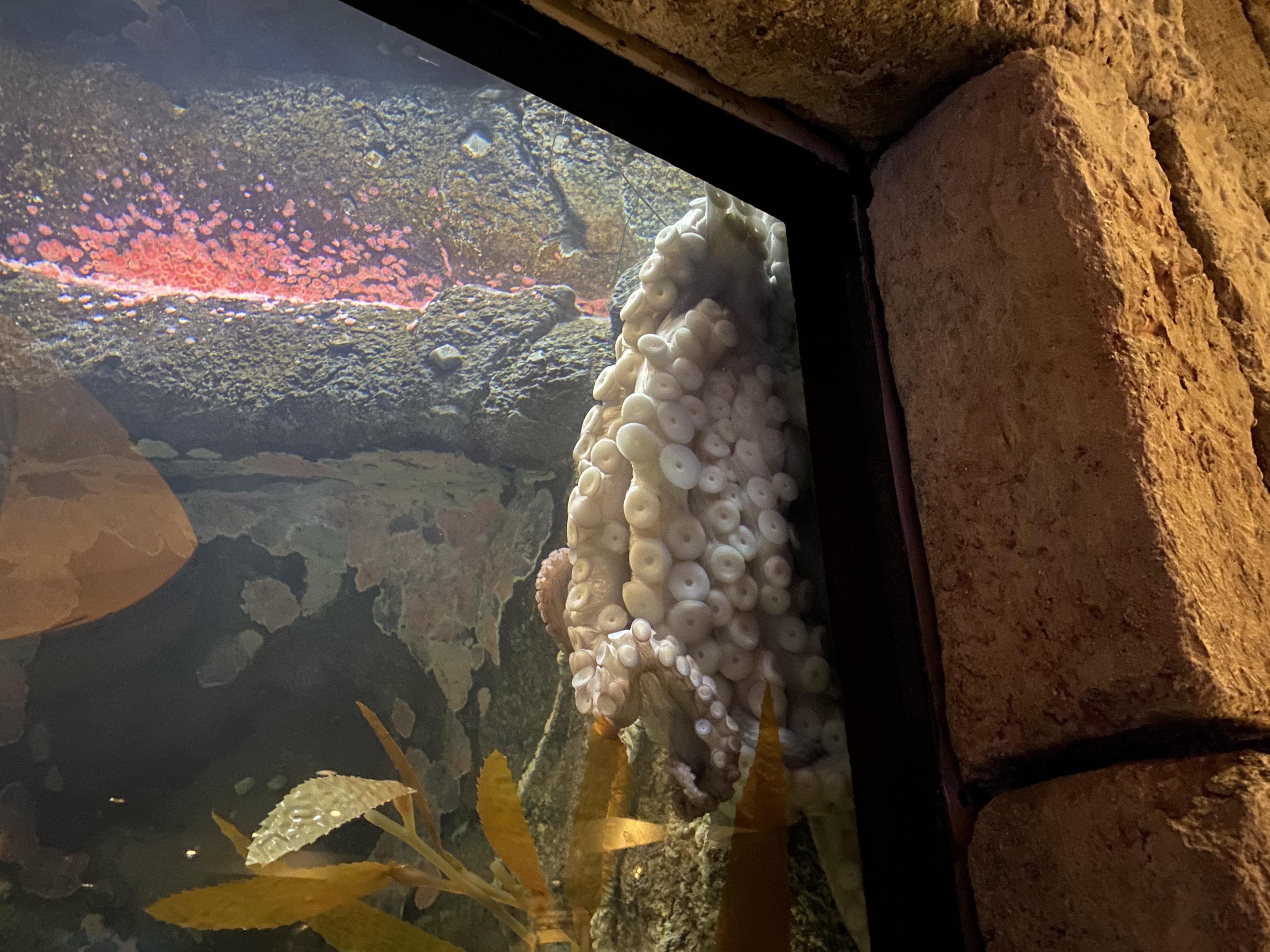 Giant Pacific Octopus