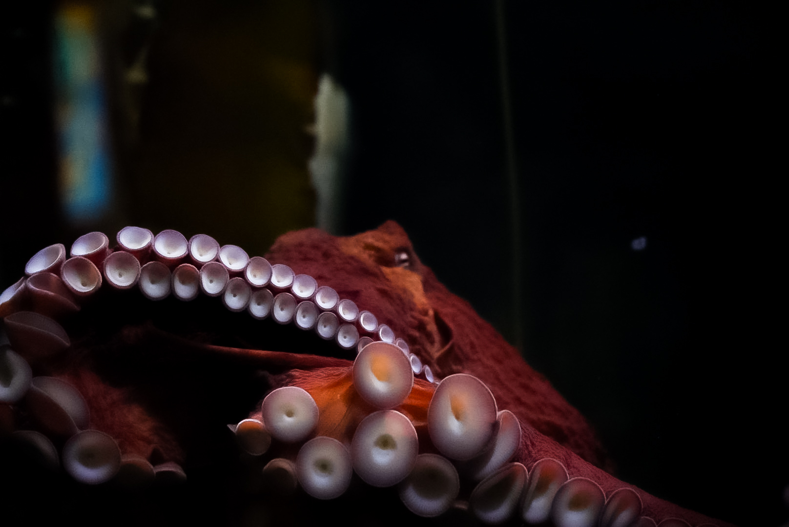 Giant Pacific Octopus