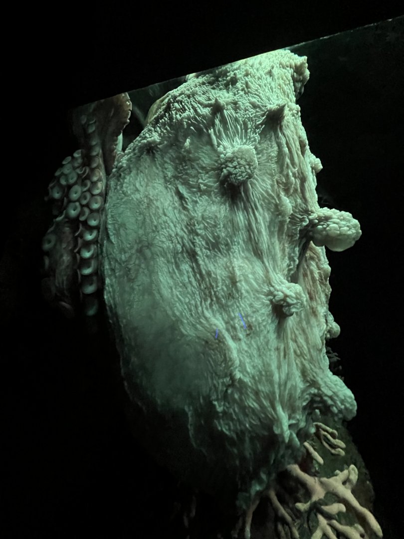 Giant pacific octopus