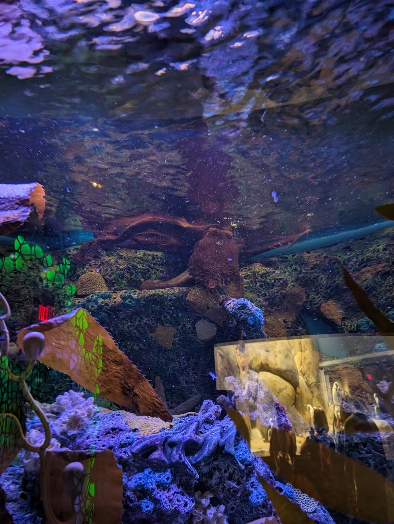 Giant Pacific Octopus