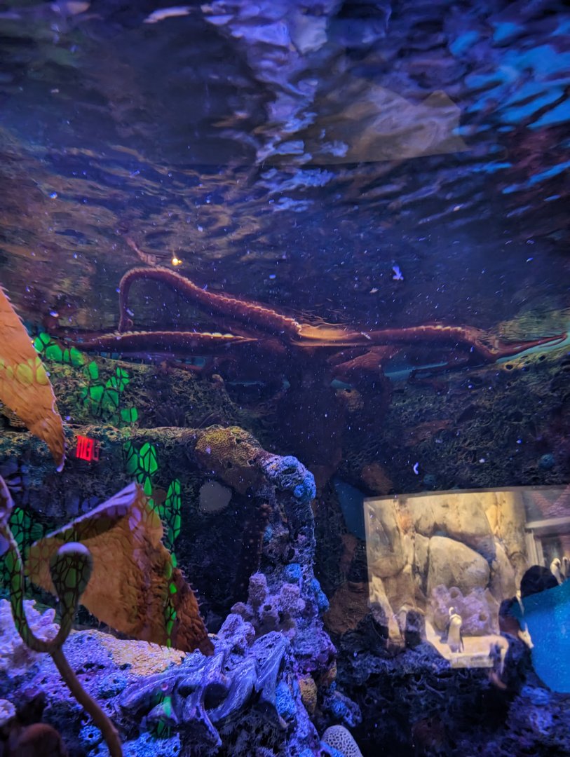 Giant Pacific Octopus