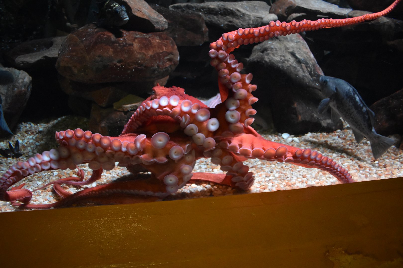 Giant Pacific Octopus