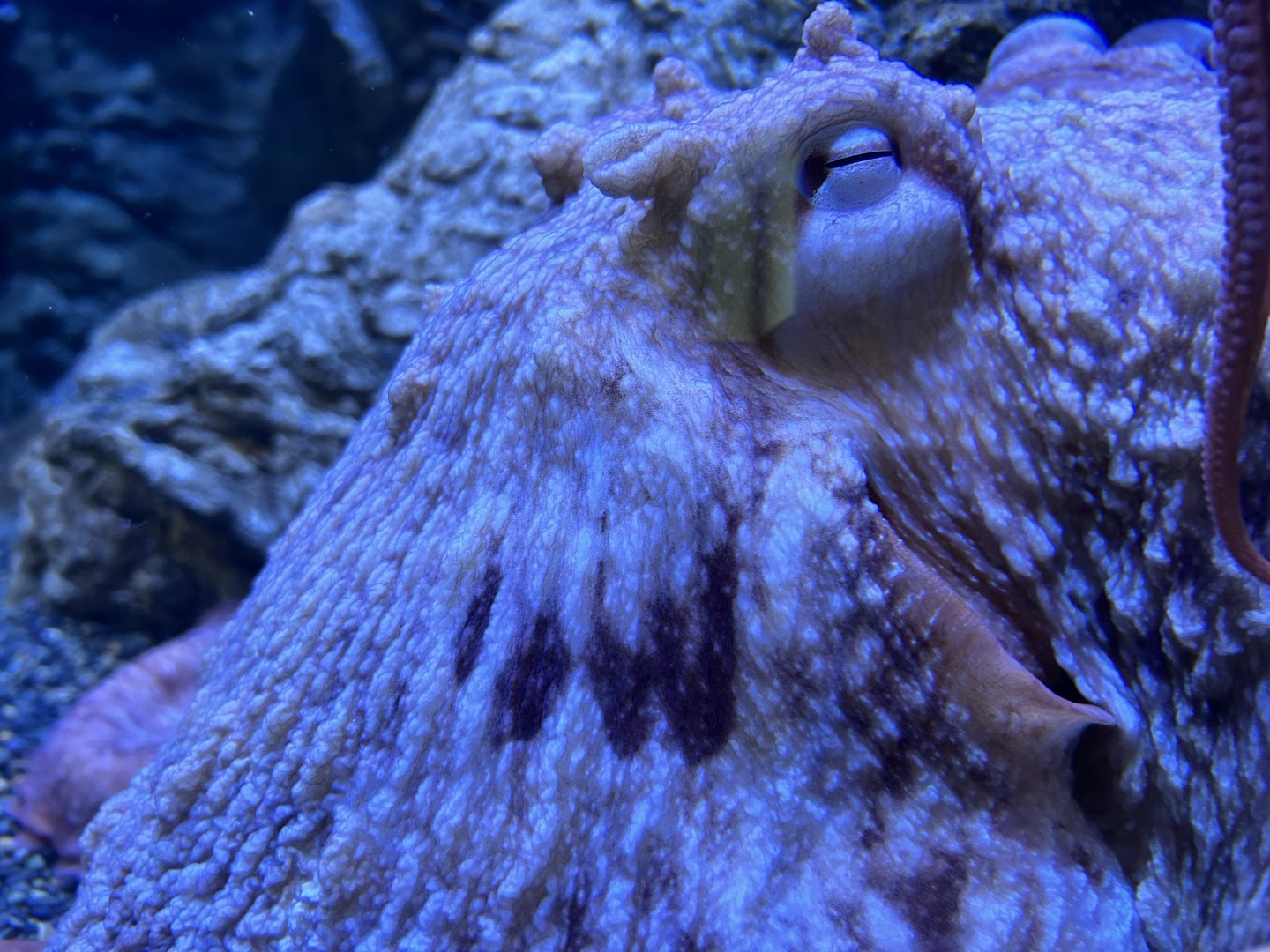 Giant Pacific Octopus