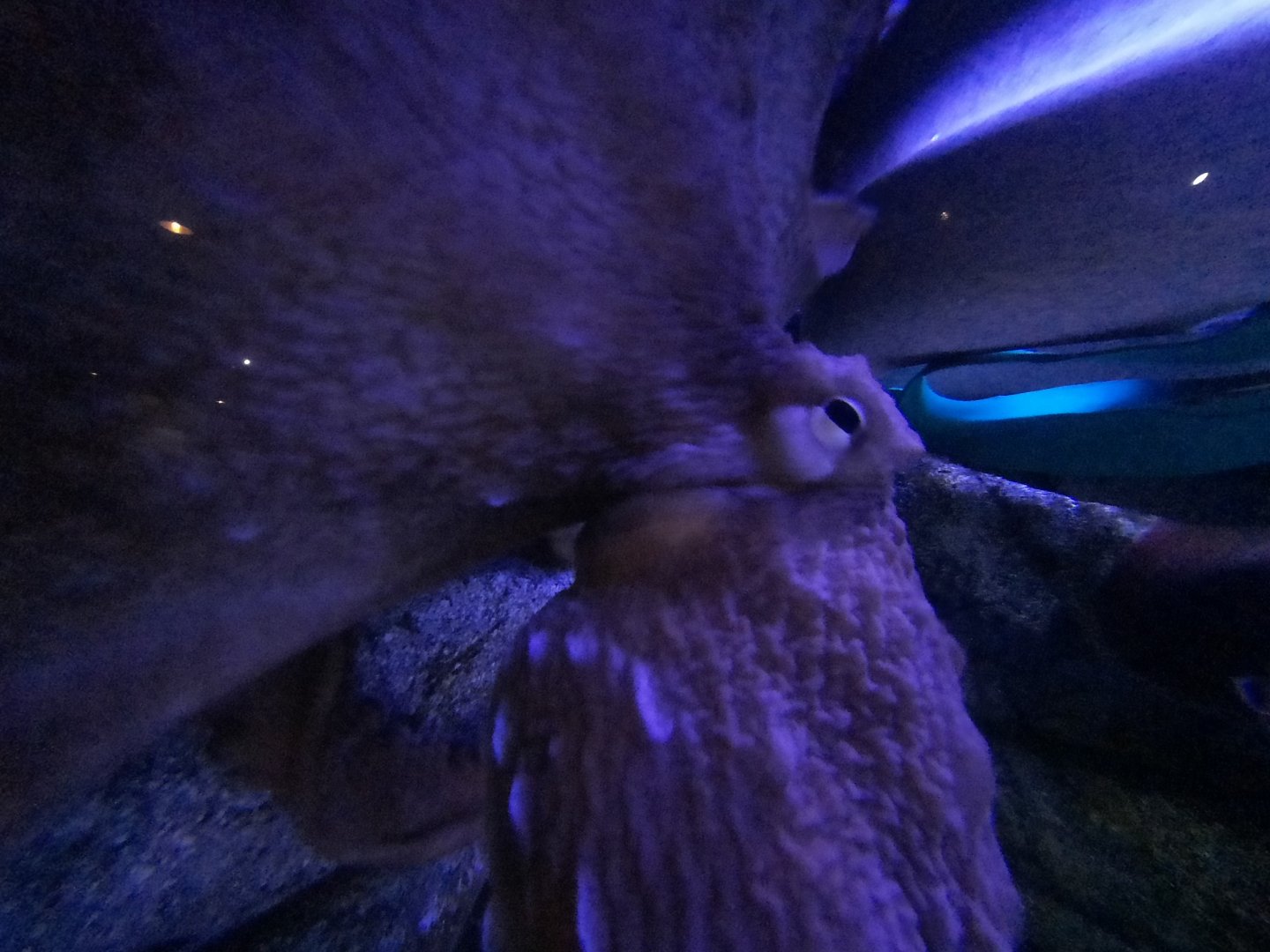 Giant Pacific Octopus