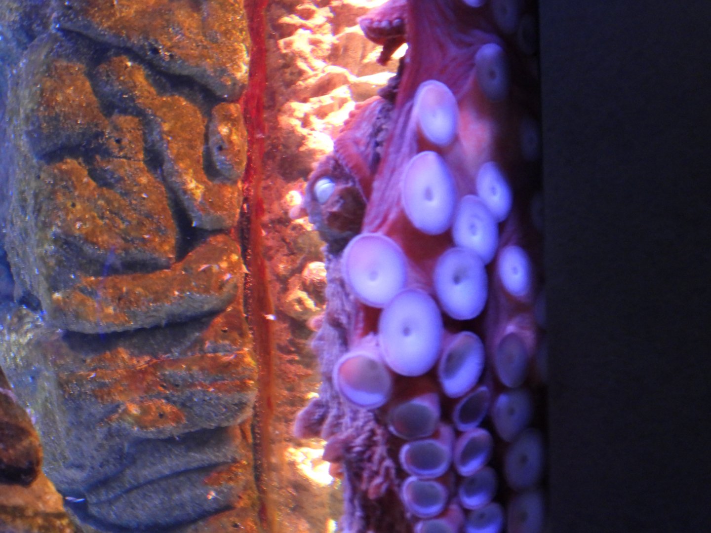 Giant Pacific octopus