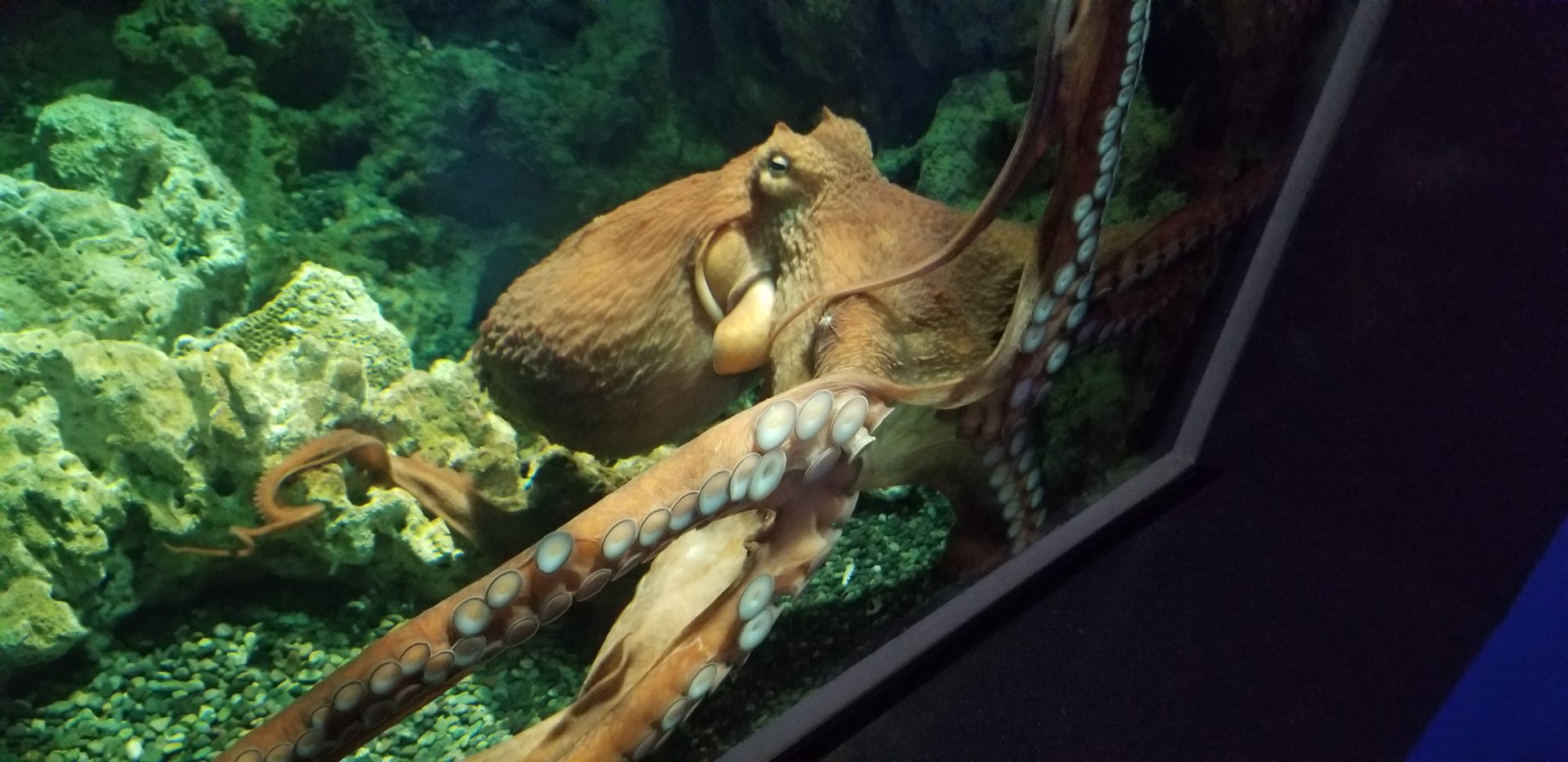 Giant Pacific Octopus