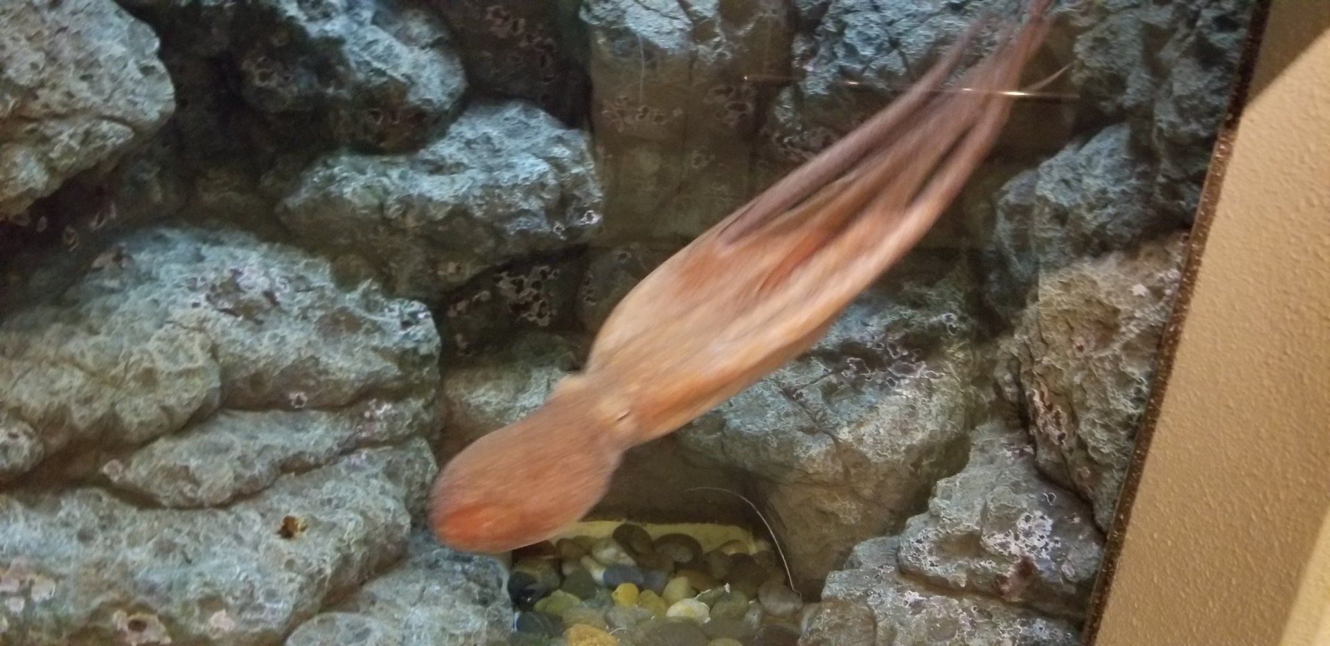 Giant Pacific Octopus