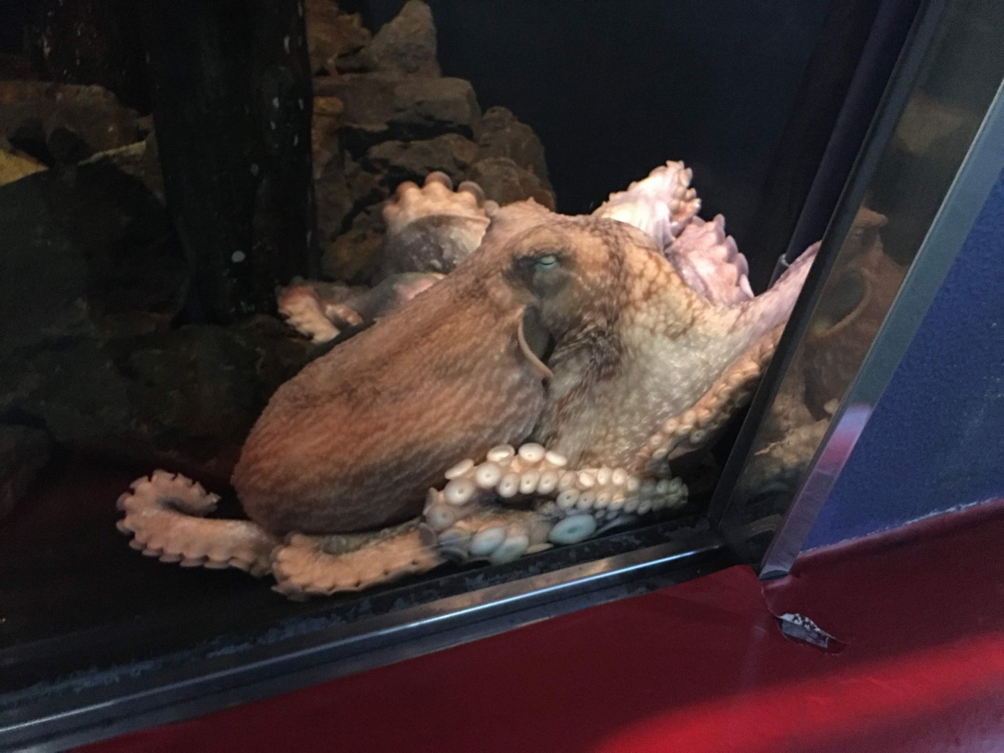 Giant Pacific Octopus