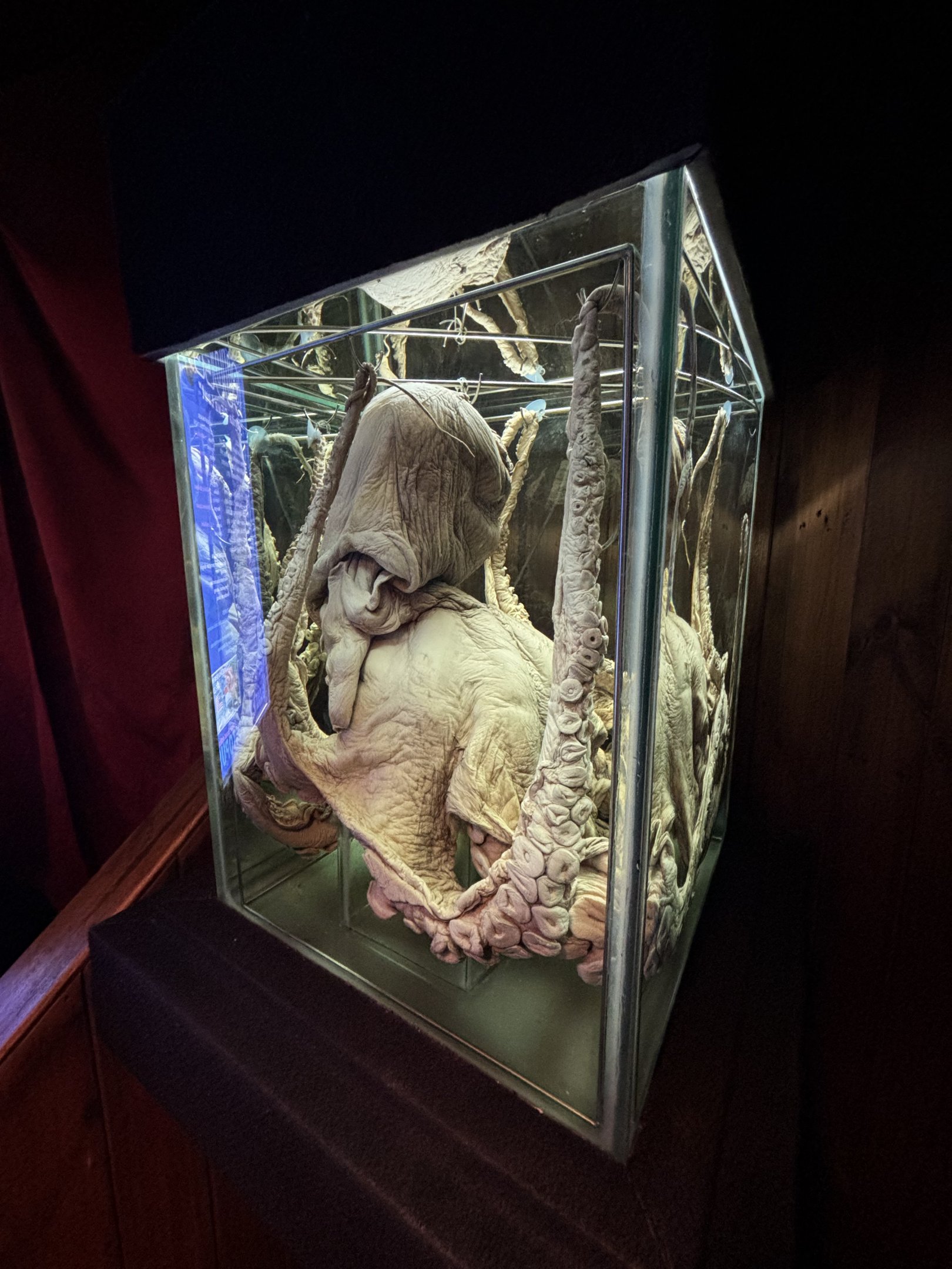 Giant Pacific Octopus