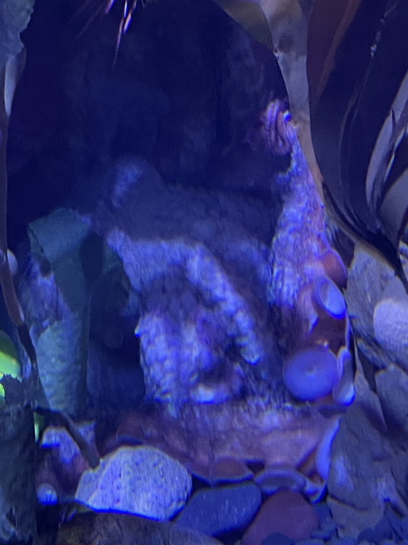 Giant Pacific Octopus