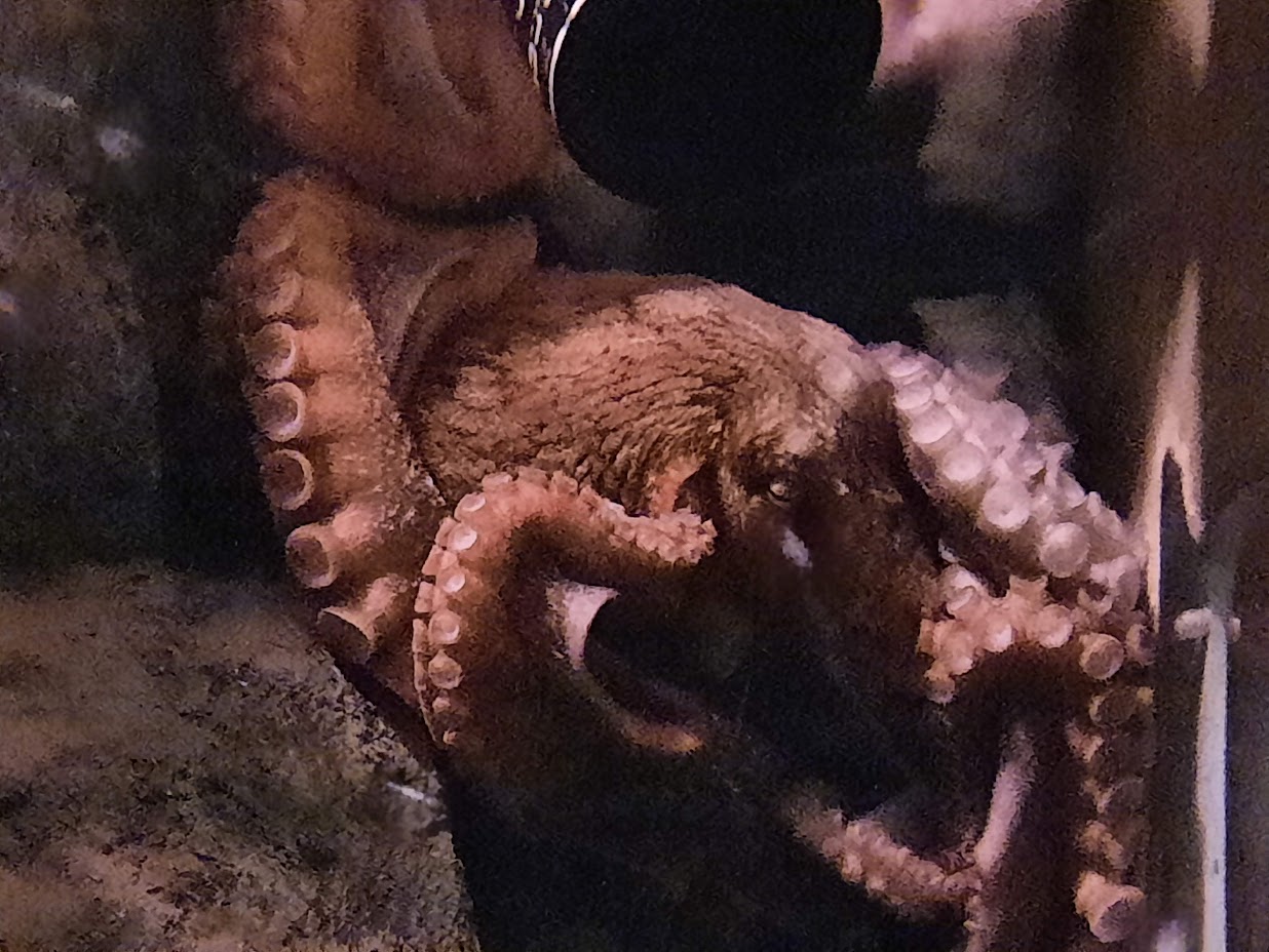Giant Pacific Octopus