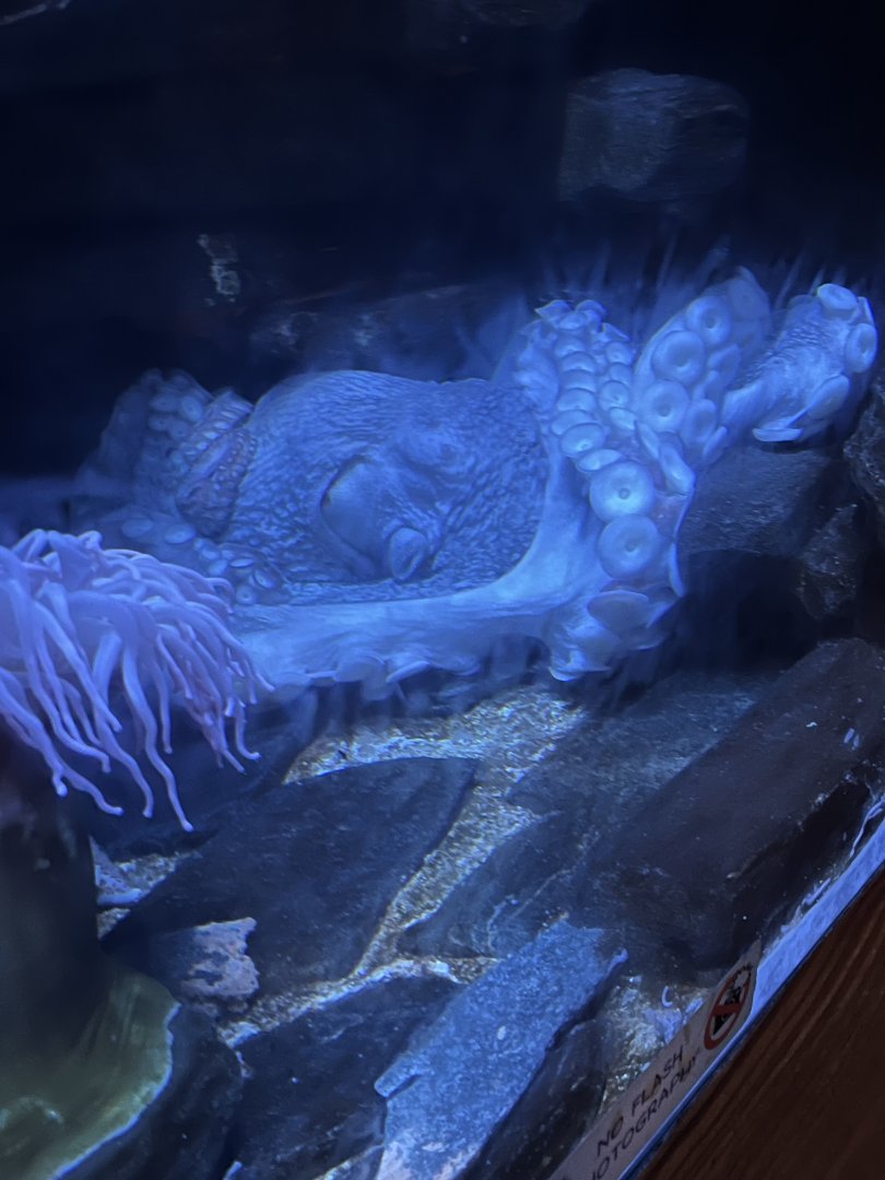 Giant Pacific Octopus