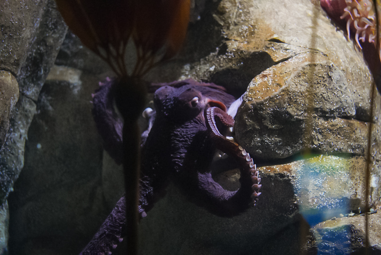 Giant Pacific Octopus