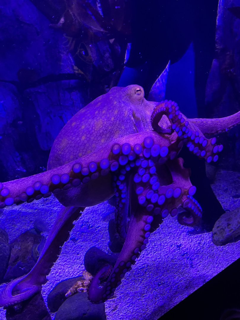 Giant Pacific octopus