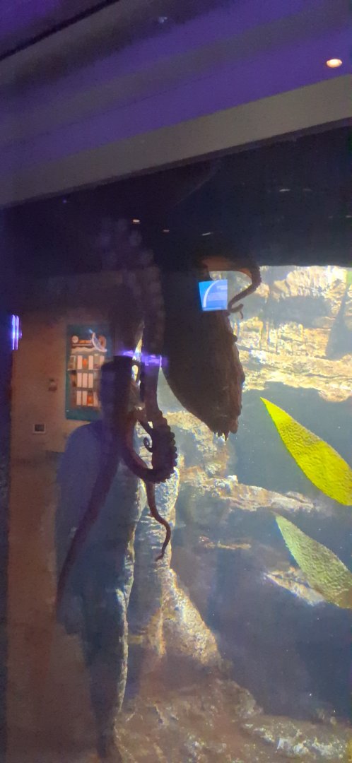 Giant pacific octopus