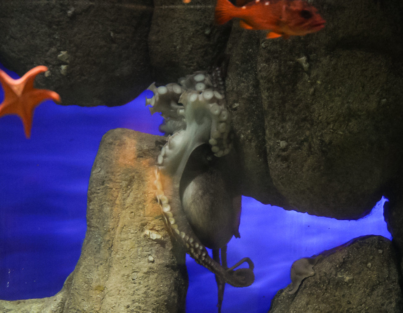 Giant Pacific Octopus