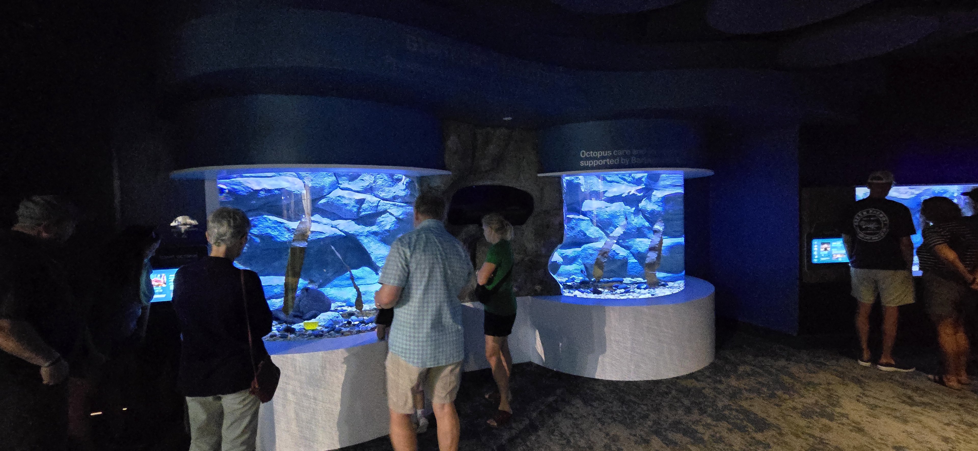 Giant Pacific Octopus