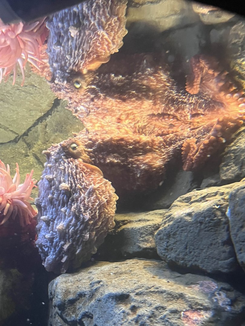 Giant Pacific octopus