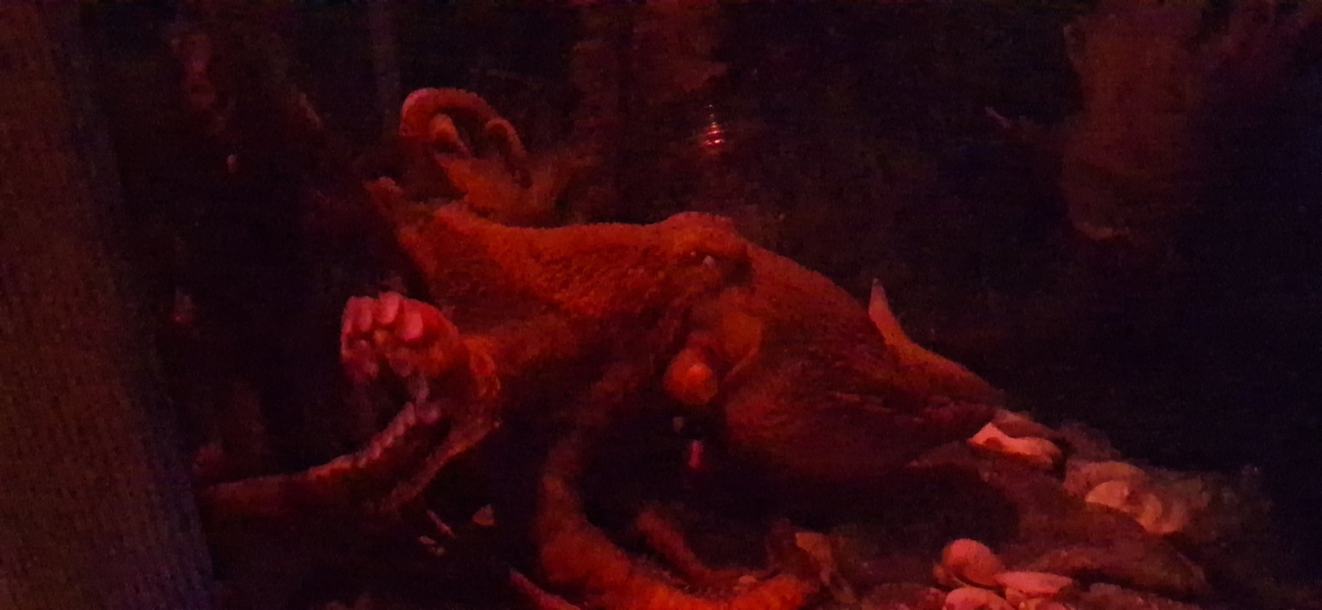 Giant pacific octopus