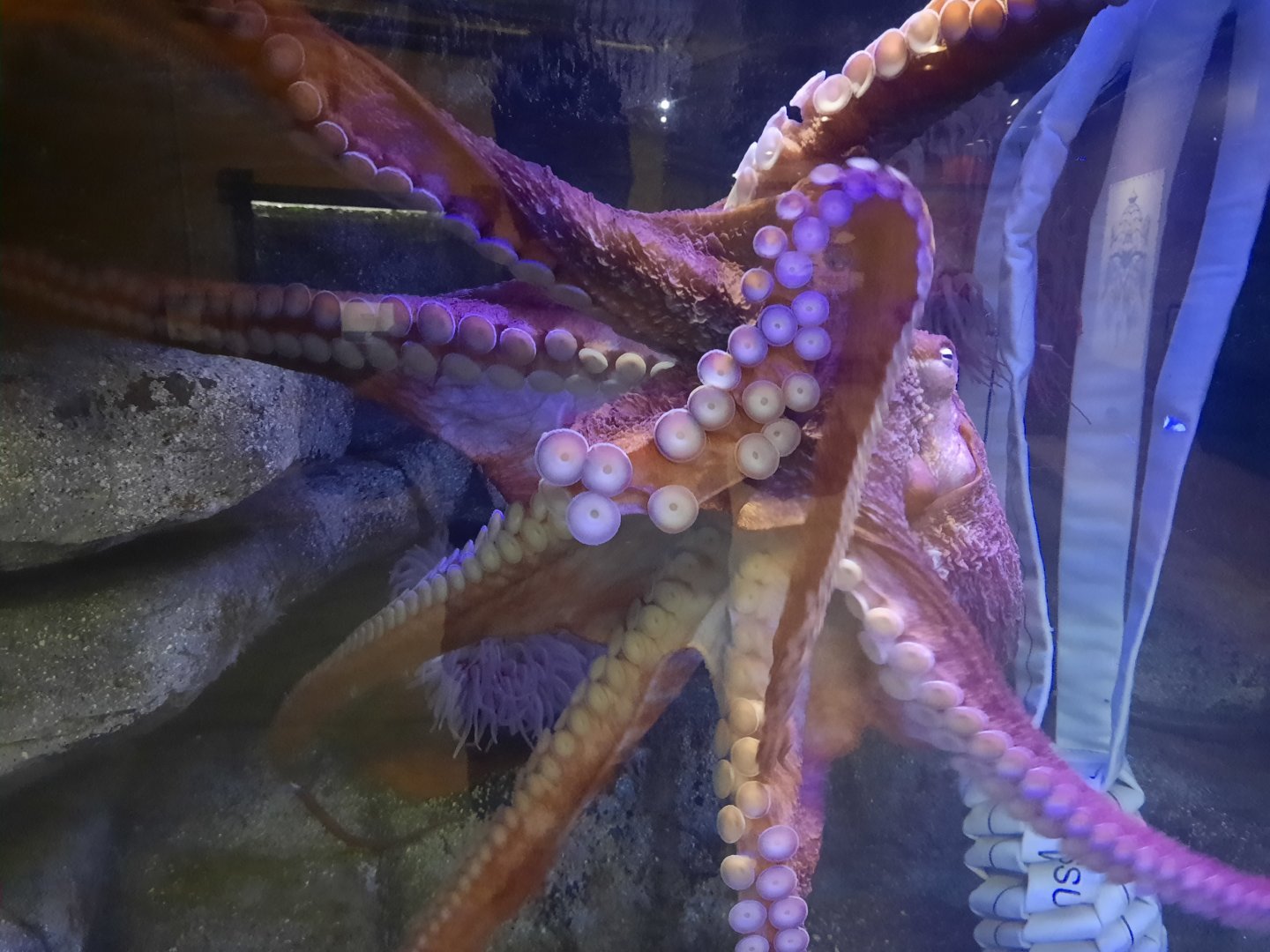 Giant Pacific Octopus