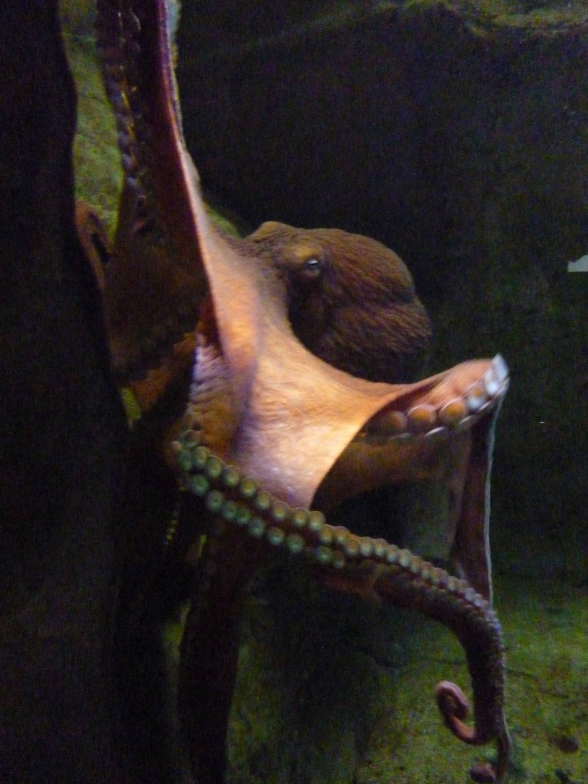 Giant Pacific Octopus