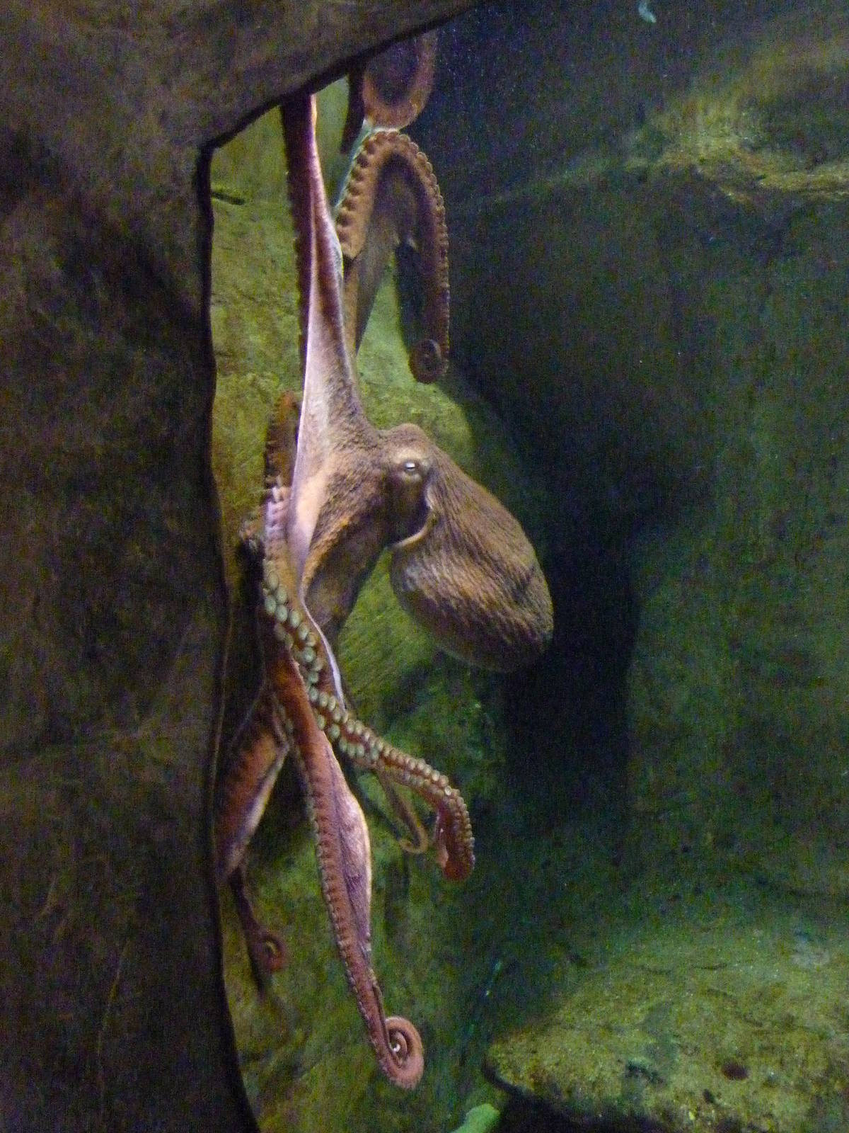 Giant Pacific Octopus