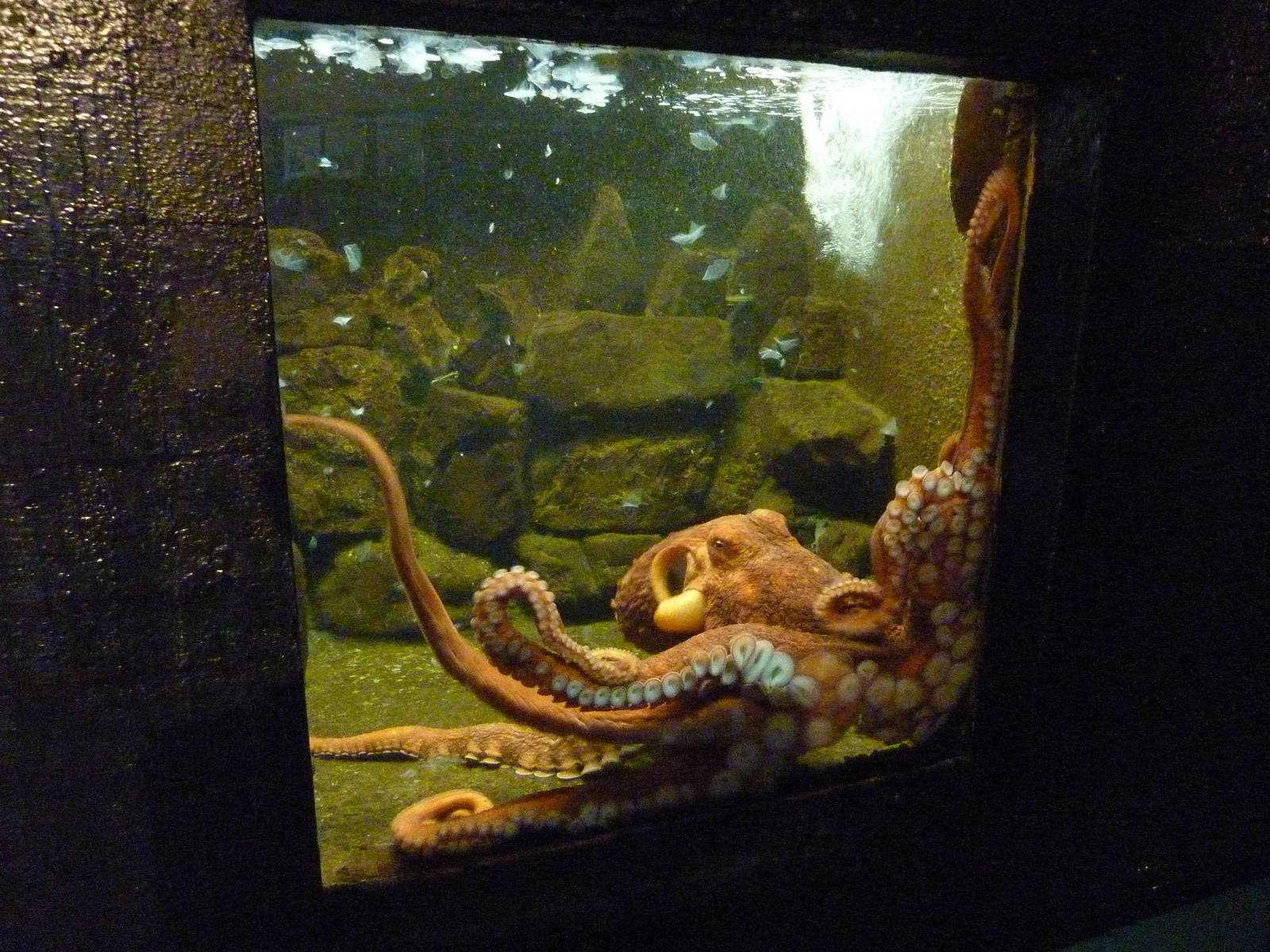 Giant Pacific Octopus