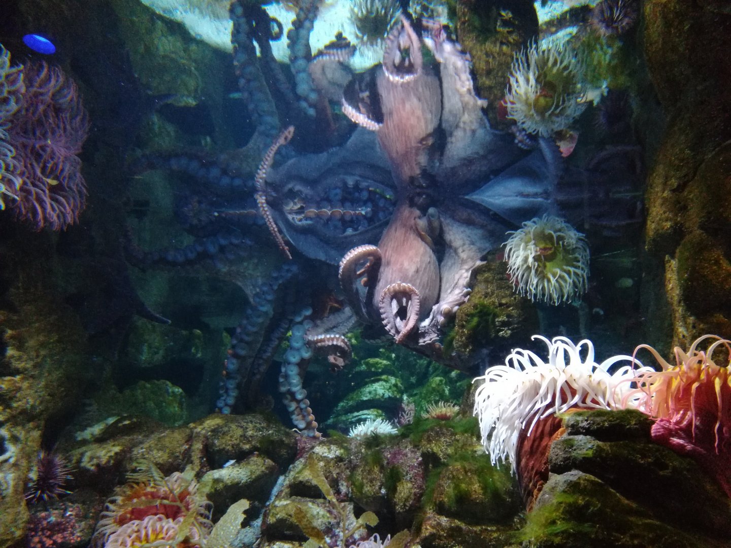 Giant pacific octopuses - Freya (front) and Sy (back)