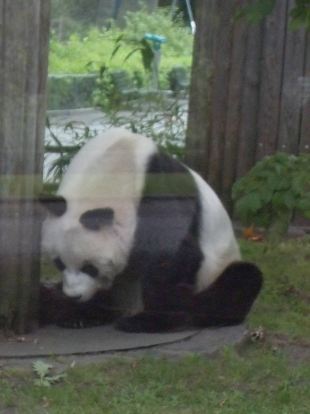 giant panda 030910