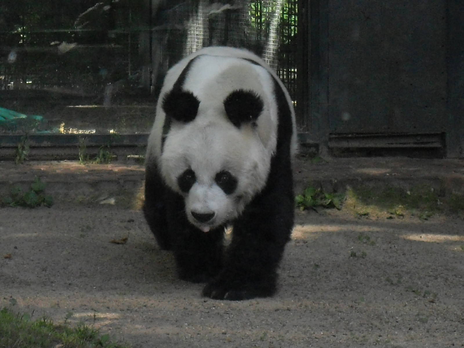 giant panda 030910