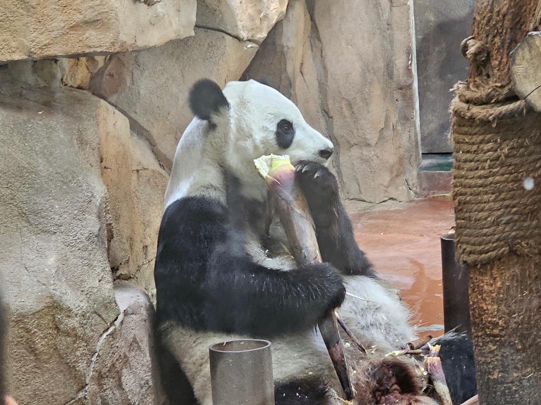 Giant Panda, 05/2025