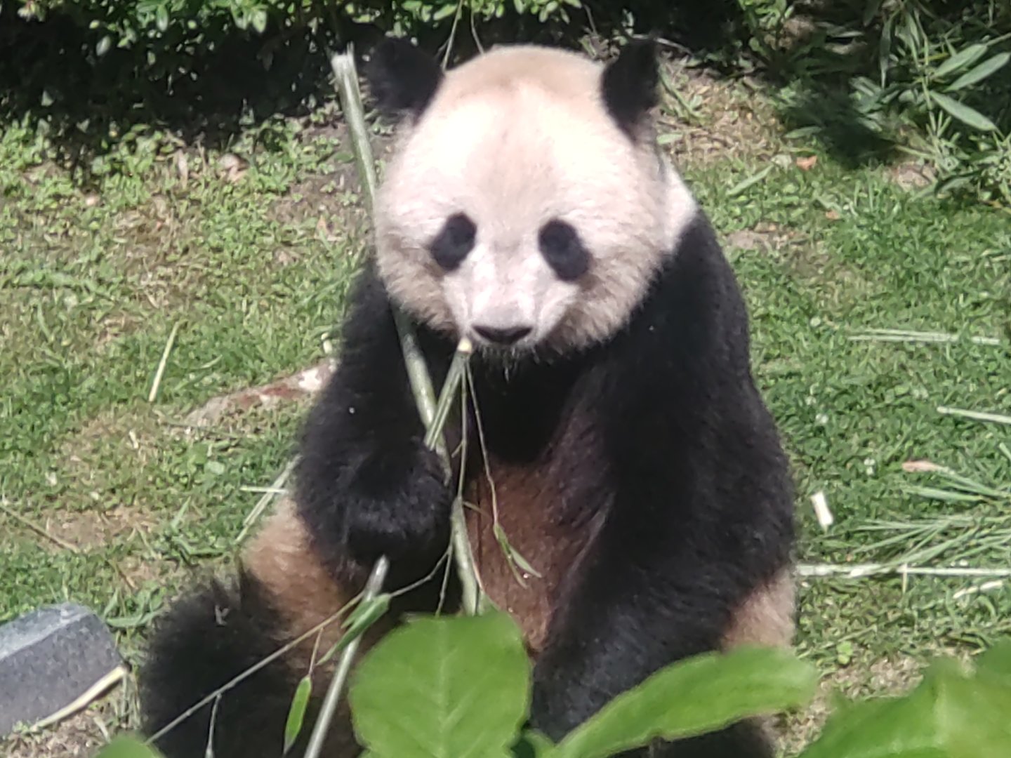 Giant Panda 13/8/2023