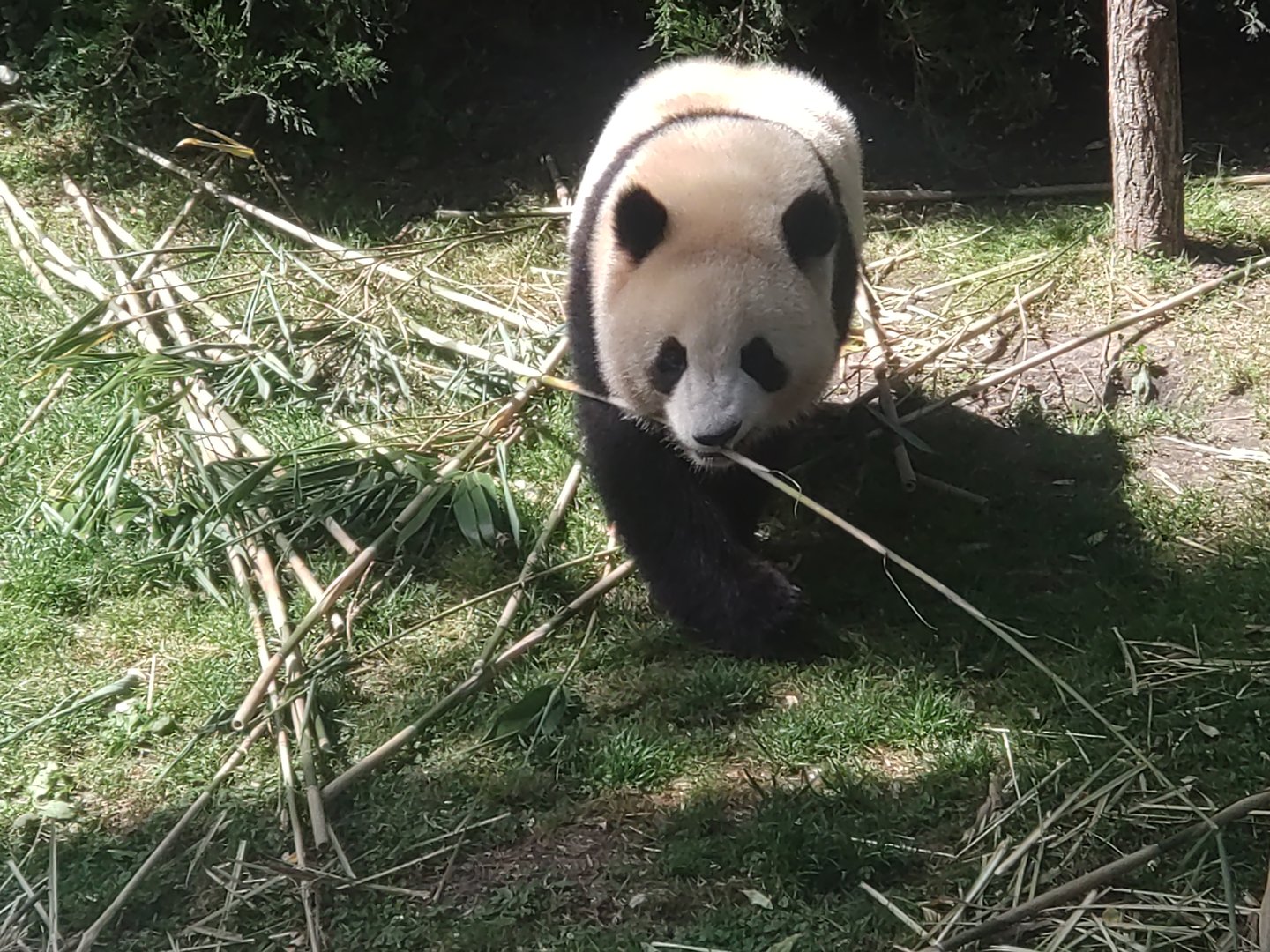 Giant Panda 13/8/2023