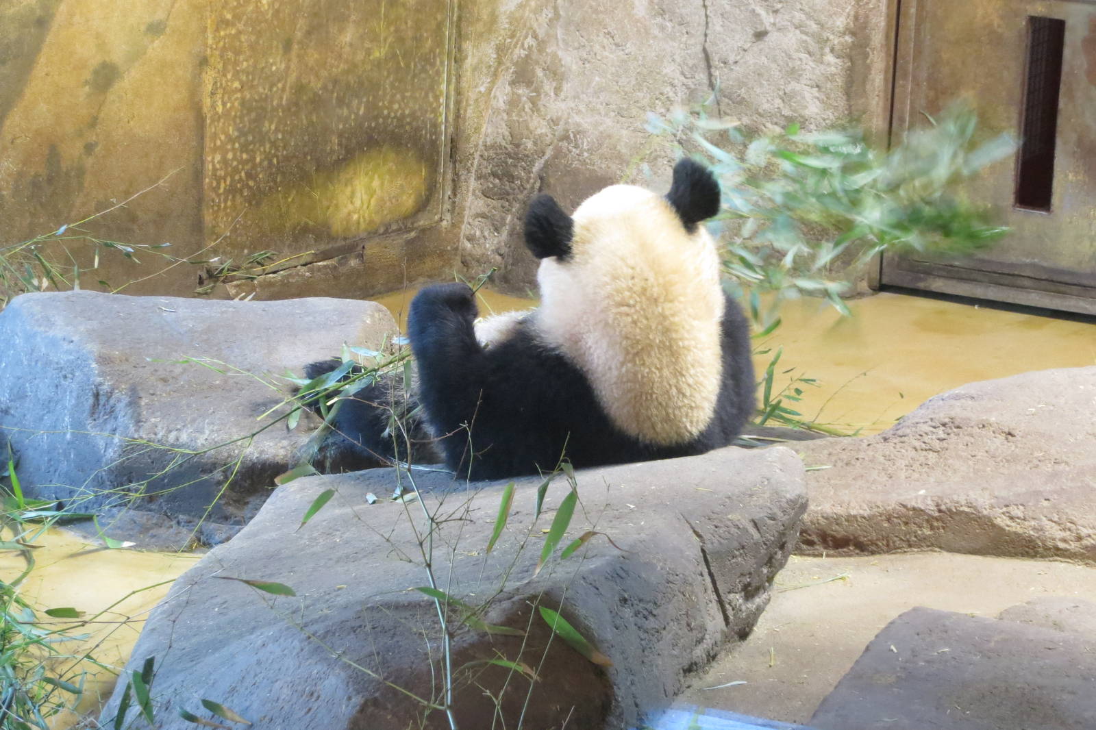 Giant Panda 150216