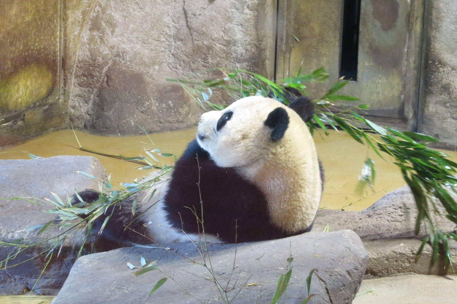 Giant Panda 150216