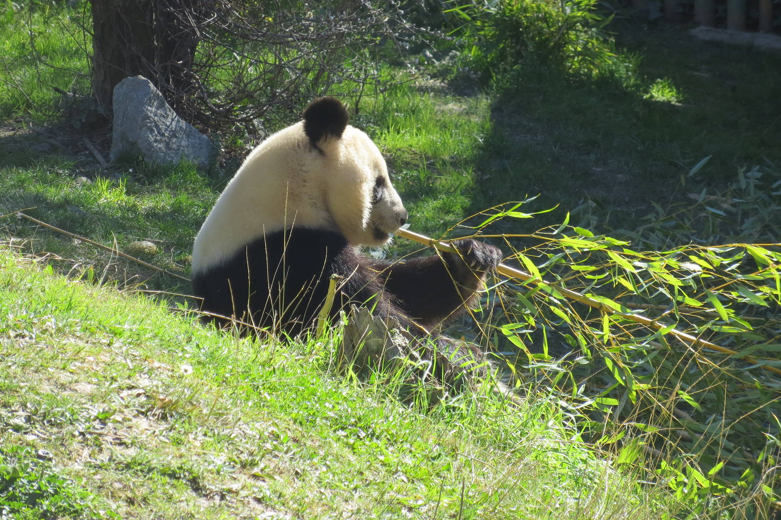 Giant Panda 150216