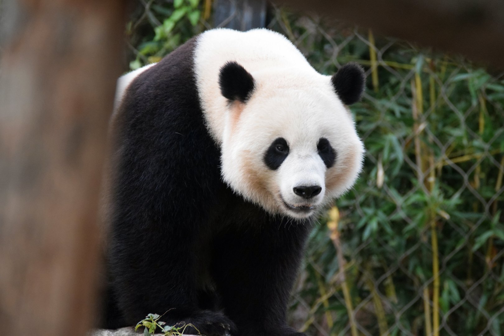 Giant panda, 19.10.2019