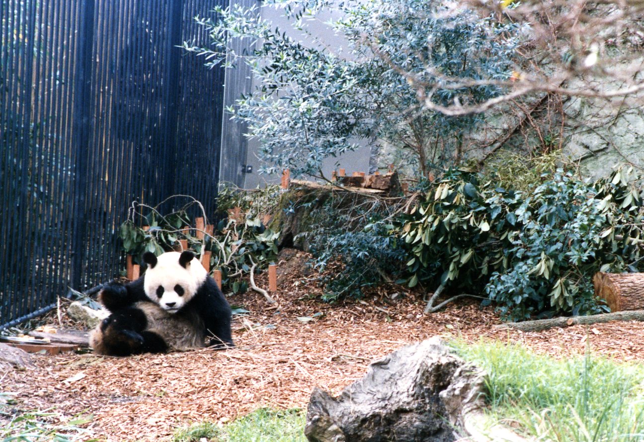 Giant panda 1988.