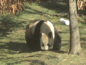 Giant panda 2006