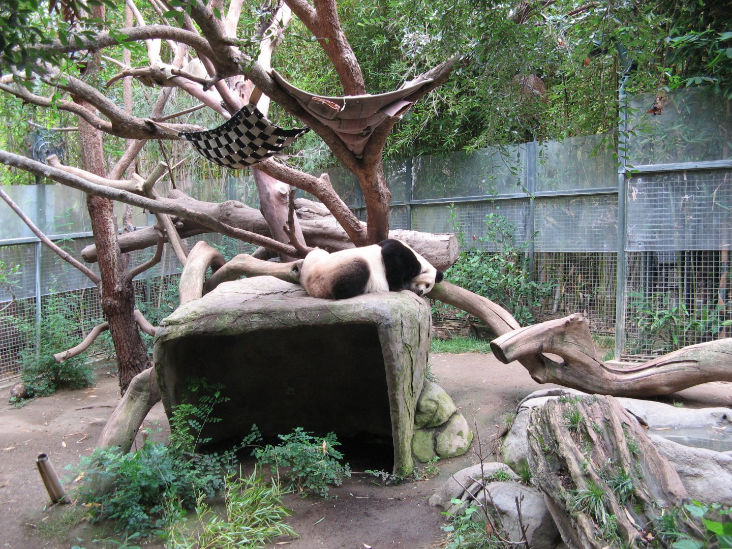 Giant Panda (2008)
