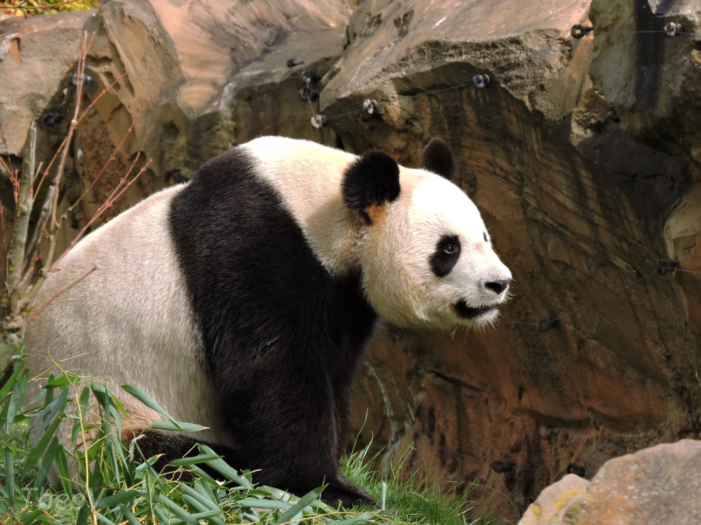 Giant panda [2015]