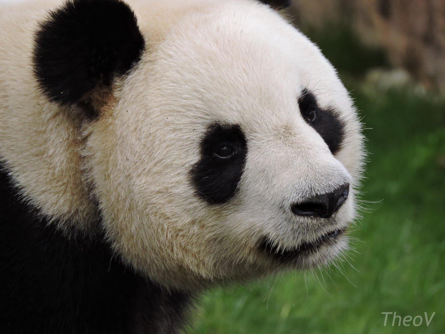 Giant panda [2015]
