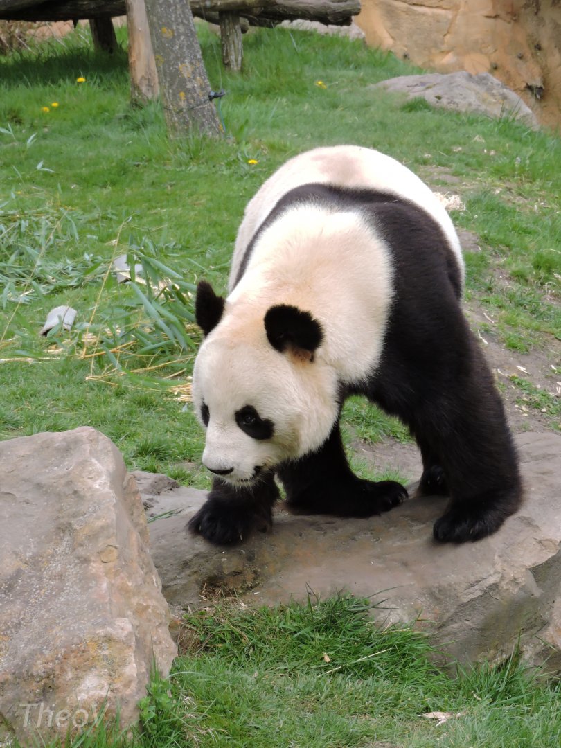 Giant panda [2015]