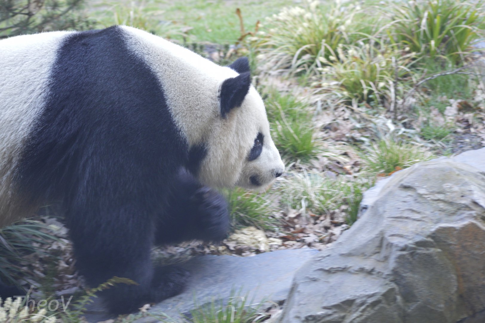 Giant panda [2018]