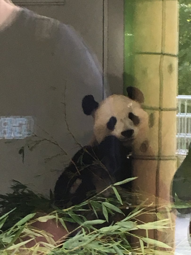 Giant panda (2019)