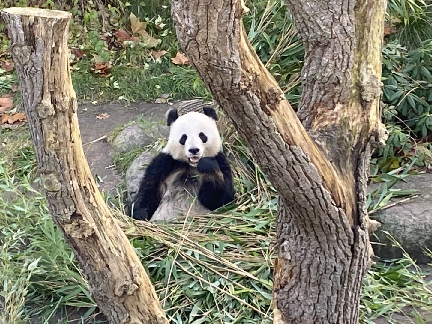Giant panda 261124